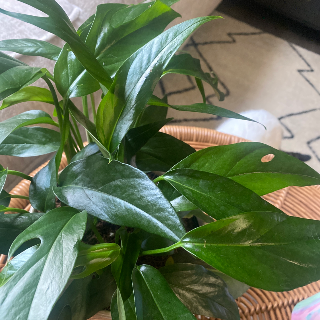 Baltic Blue Pothos plant with glossy green leaves and a small brown spot on one leaf.