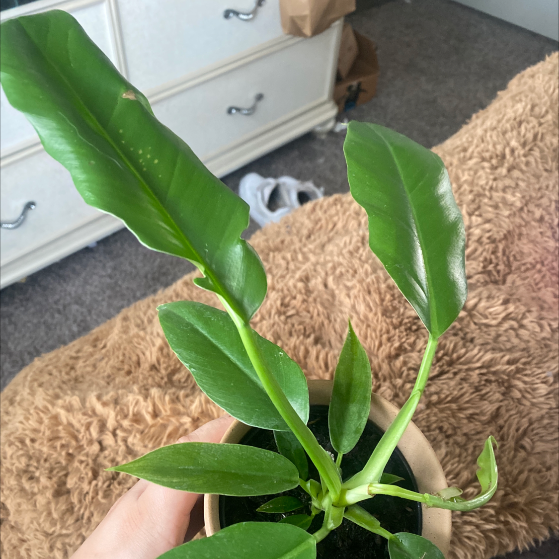 Tiger Tooth Philodendron plant with healthy green leaves in a pot.