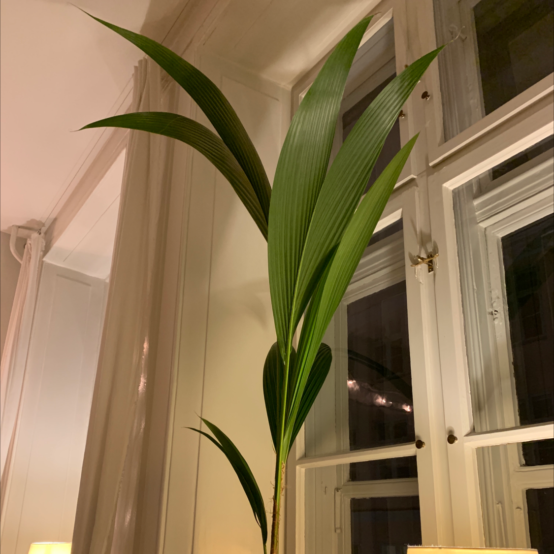 Indoor coconut plant with long green leaves near a window.