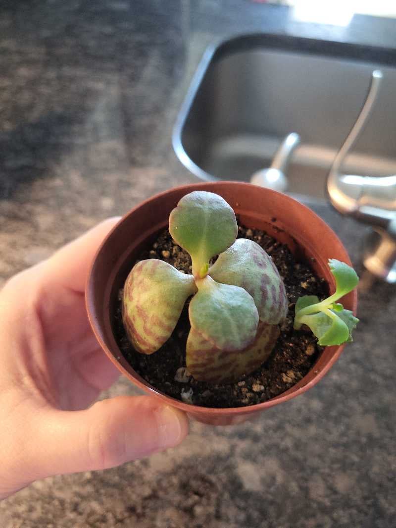 Why Are My Kalanchoe humilis Leaves Curling?
