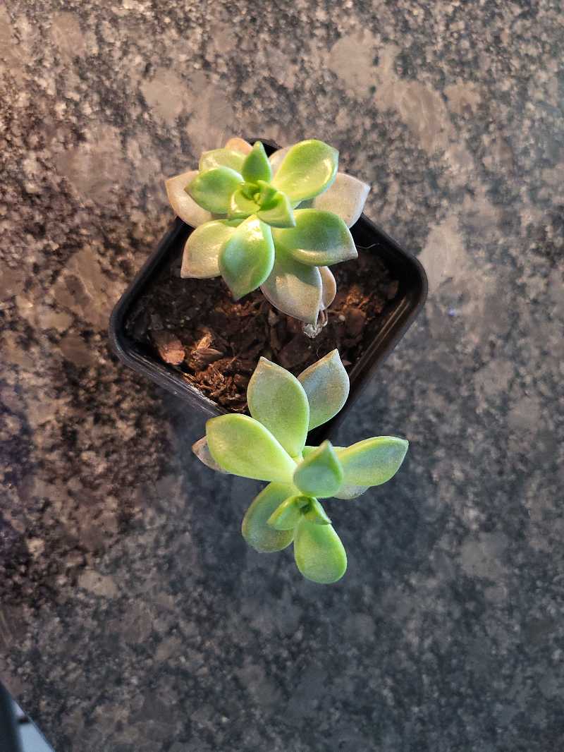 Photo of the plant species Graptopetalum 'Purple Haze' by Mich named Purp on Greg, the plant care app