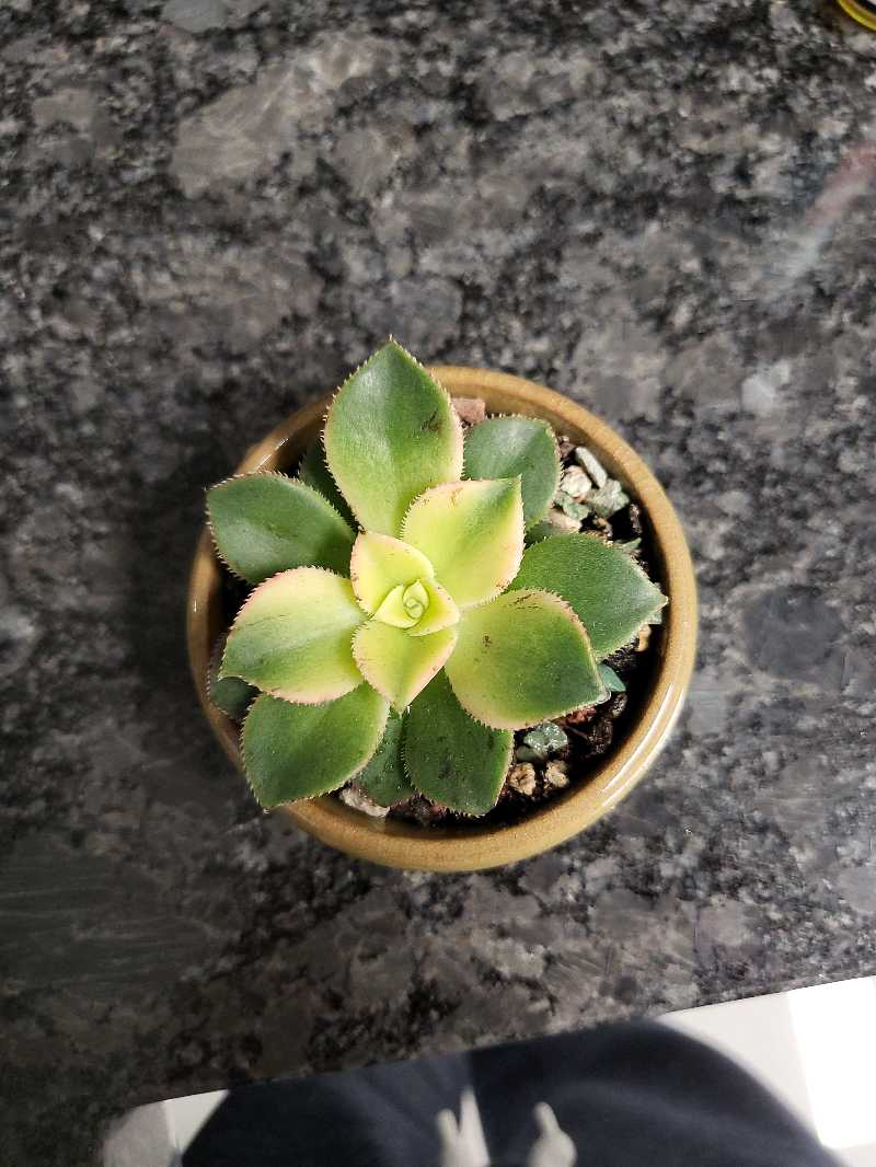 Aeonium 'Kiwi' plant in a small pot with vibrant green and pink-edged leaves.