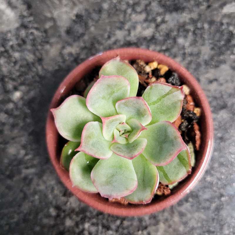 Photo of the plant species Echeveria 'Ramillete' by Mich named Eche on Greg, the plant care app