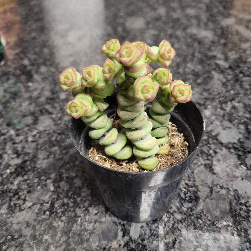 Crassula rupestris plant in a small black pot with healthy green and red-tipped leaves.