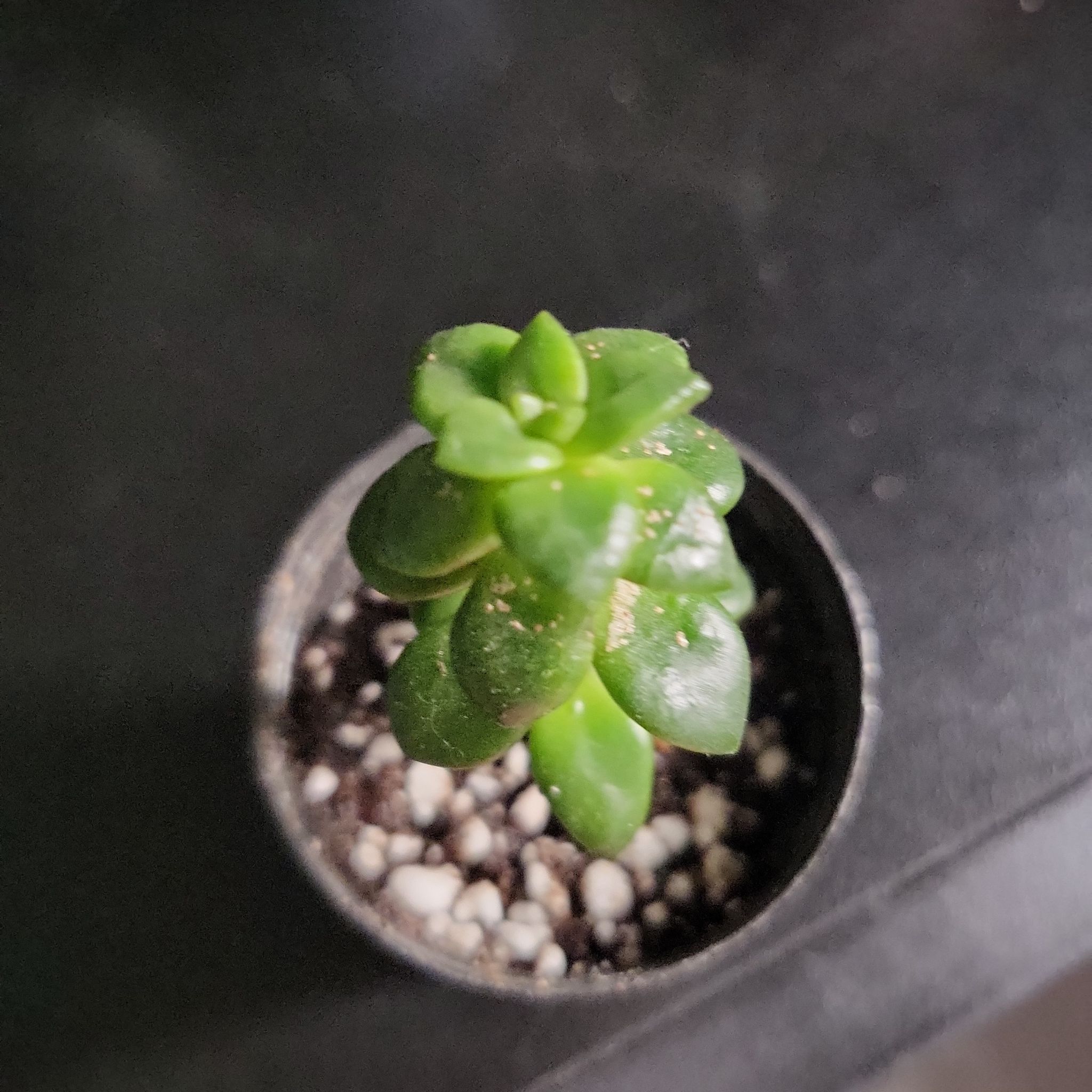 Photo of the plant species Sedum lucidum by Mich named LilyPads on Greg, the plant care app