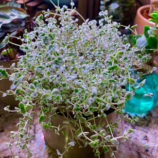 Crassula Pellucida plant in Corona, California
