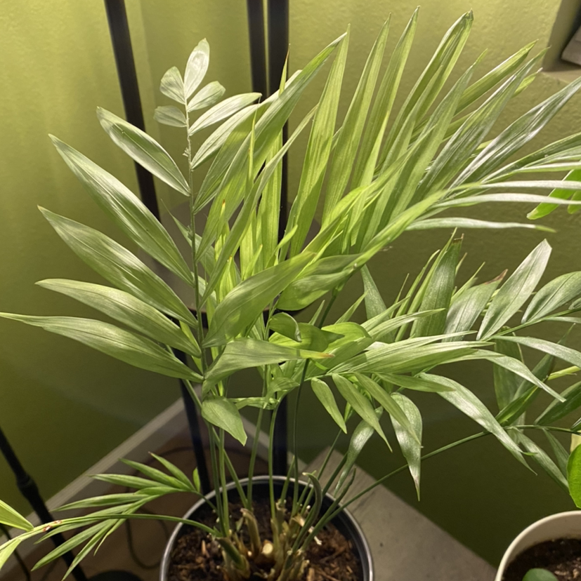Parlour Palm plant photo by @sparklepipsi named Sad Palm on Greg, the plant care app.