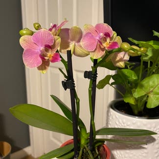 Mini Phalaenopsis Orchid plant in Corona, California
