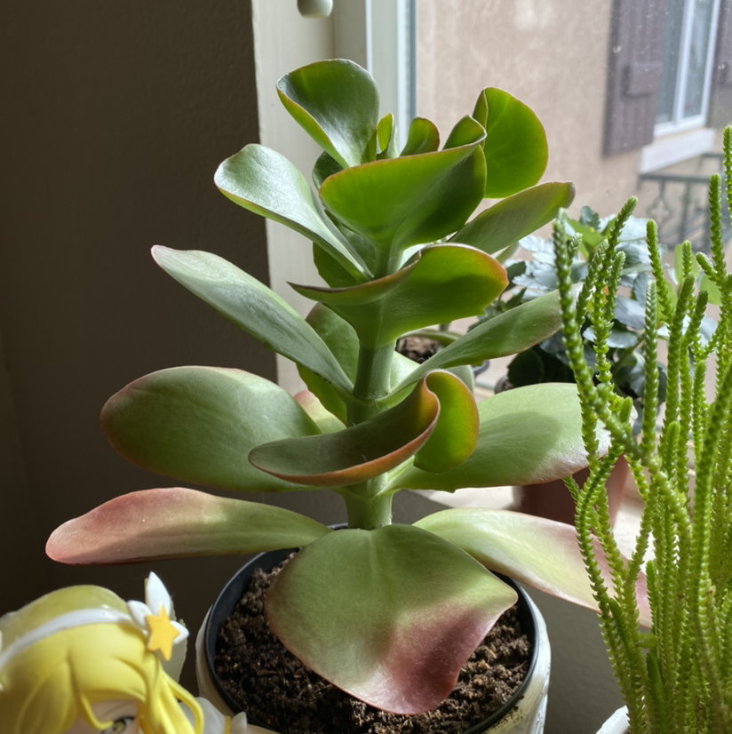 Paddle Plant plant photo by @sparklepipsi named Pally on Greg, the plant care app.