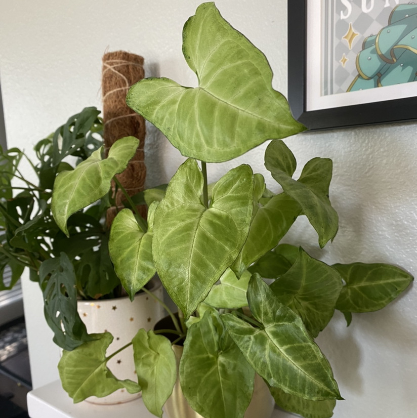 Syngonium 'White Butterfly' plant with healthy green leaves, another plant in the background.