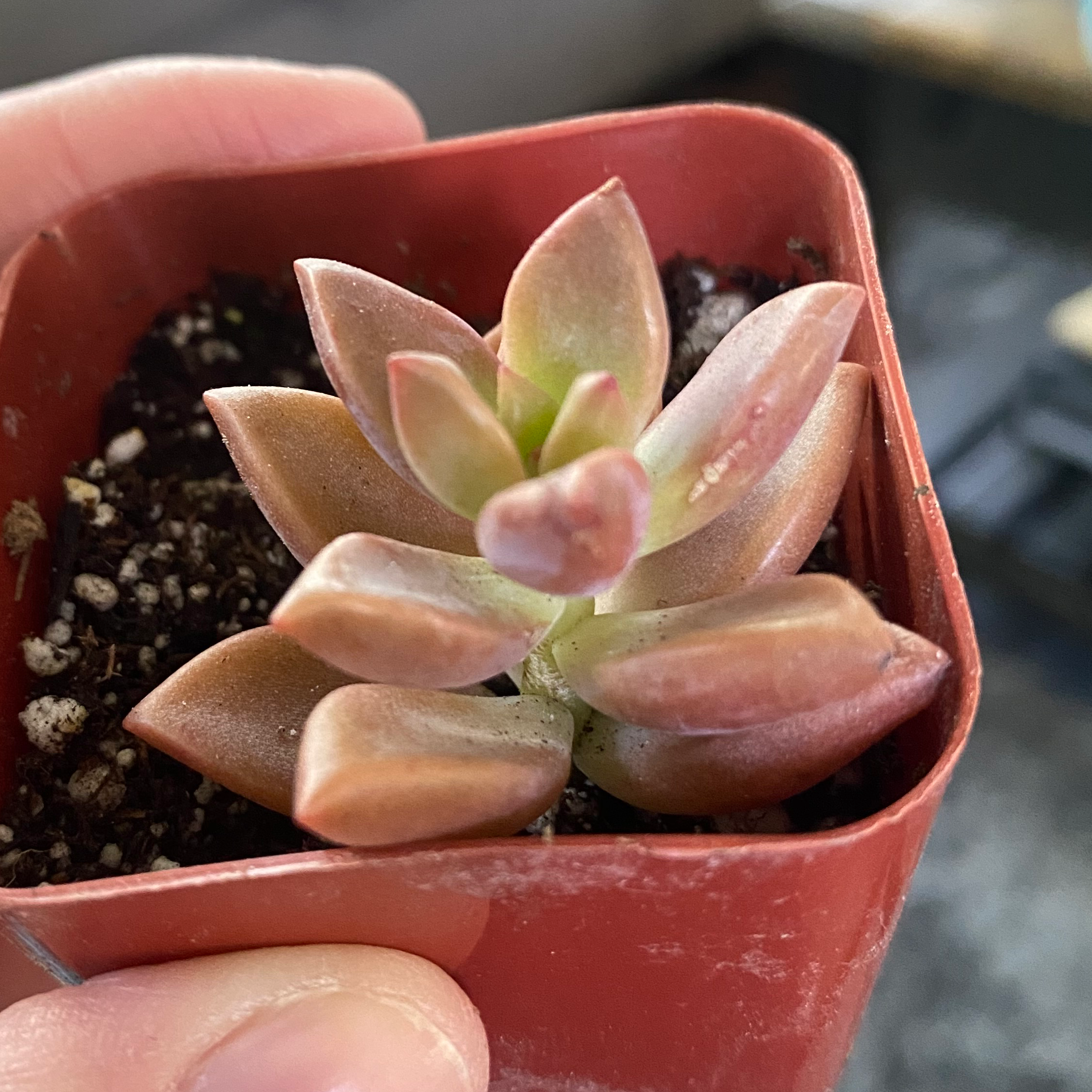 Graptosedum 'California Sunset' succulent in a red pot, held by a hand.