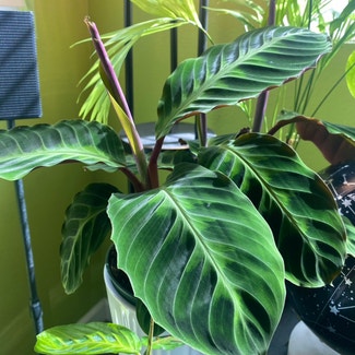 Jungle Velvet plant in Corona, California