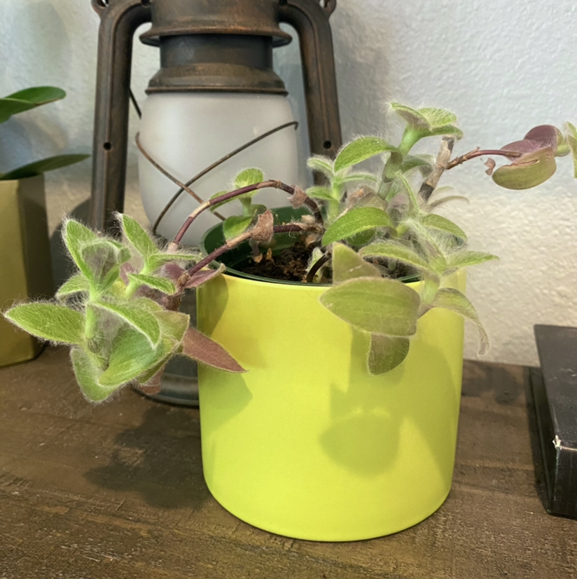 Potted White Velvet plant with fuzzy leaves on a wooden surface, well-framed and in focus.