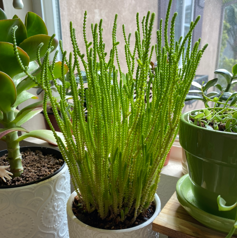 Healthy Rattail Crassula plant in a white pot with visible soil, well-framed and in focus.