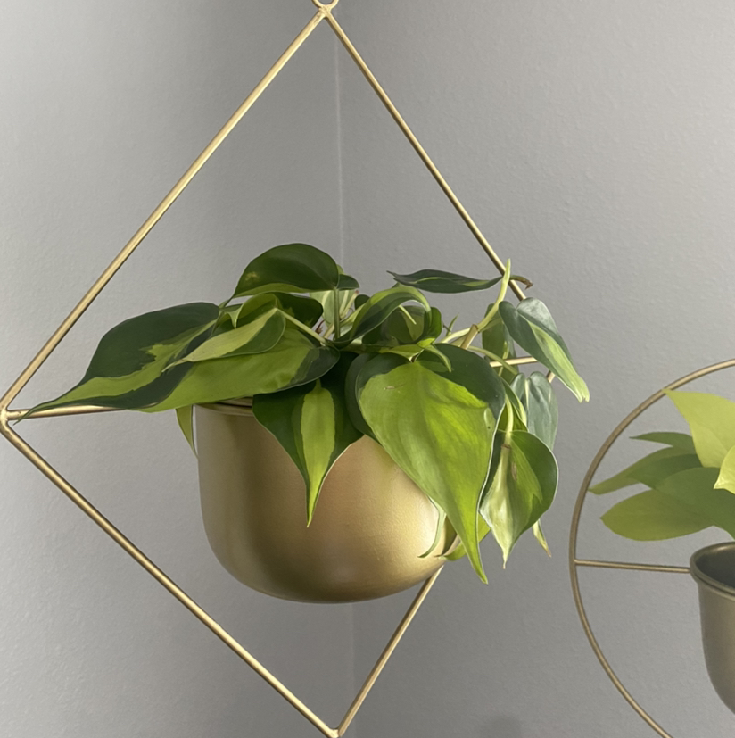 Photo of the plant species Philodendron Brasil by @sparklepipsi named Elena on Greg, the plant care app