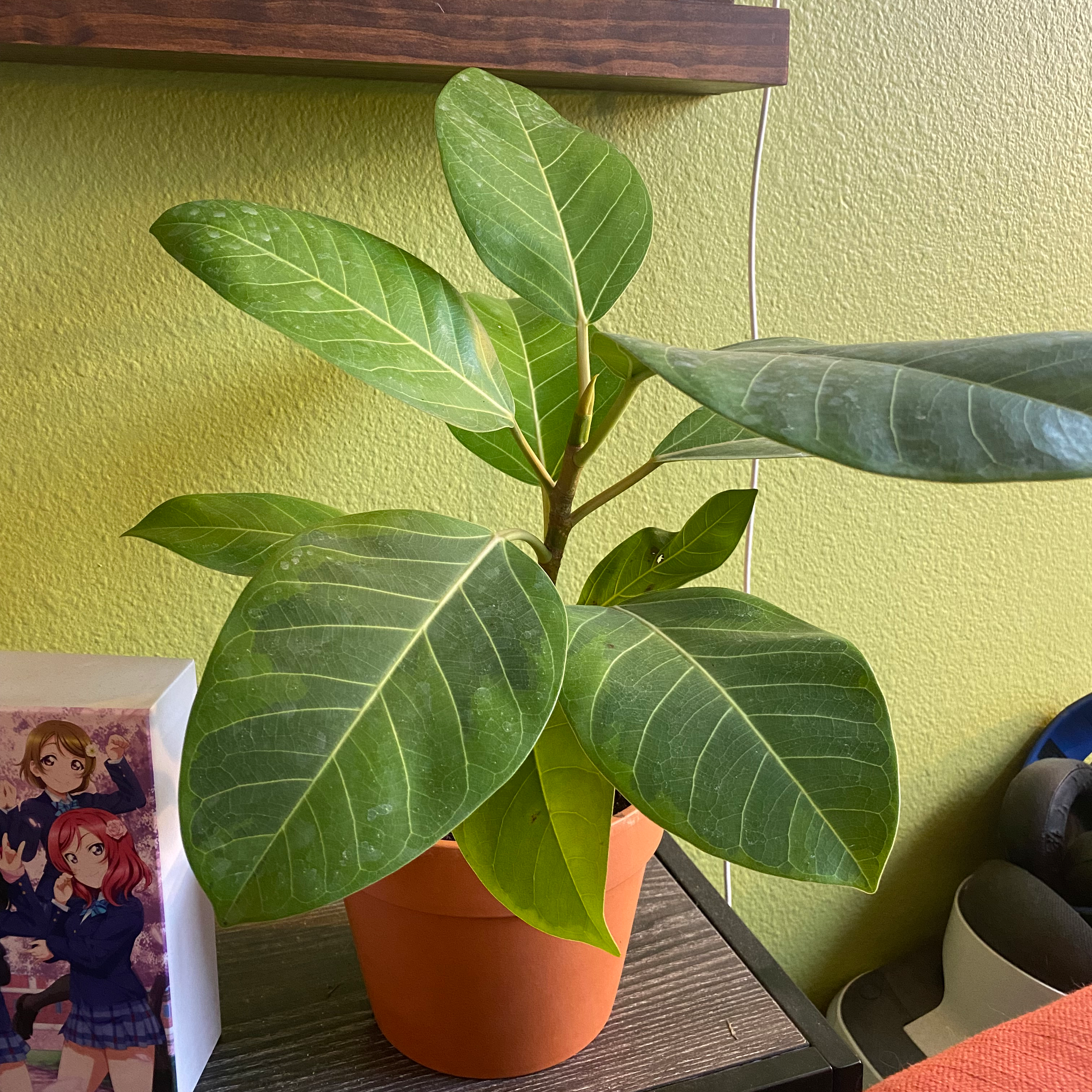 Healthy Audrey Ficus plant in a pot with green leaves, well-framed and centered.