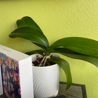 Phalaenopsis Orchid plant in Corona, California