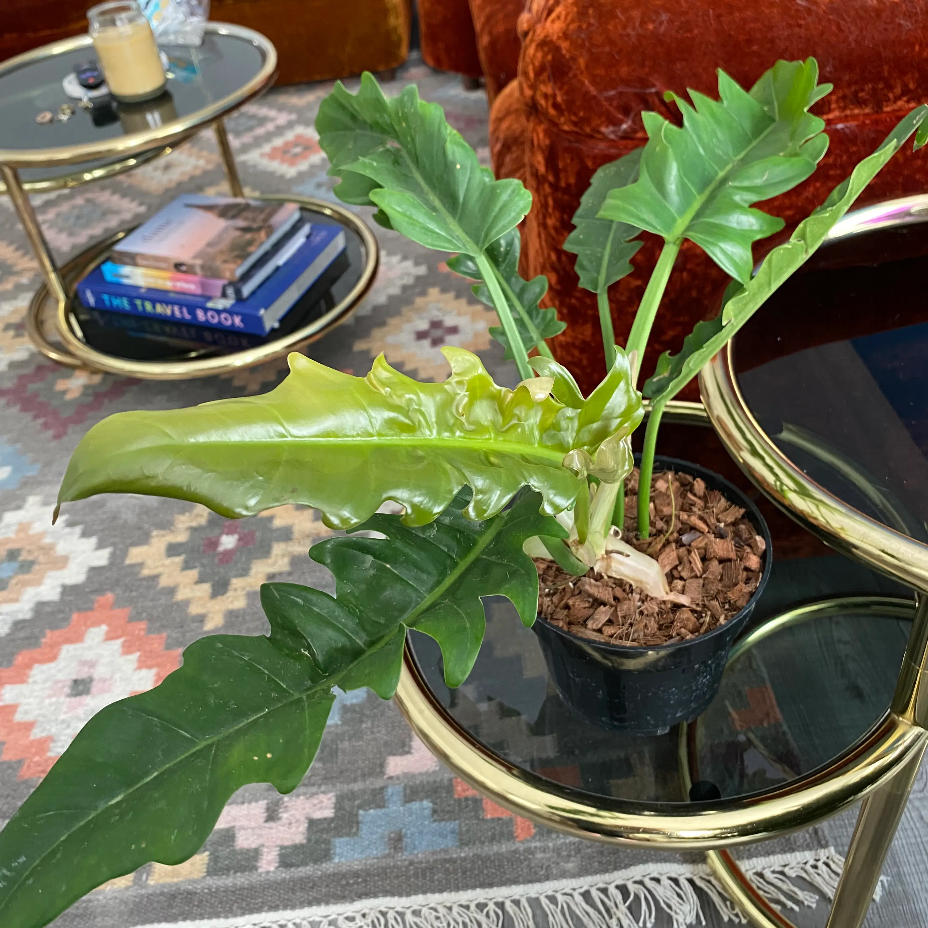 Tiger Tooth Philodendron in a small pot on a glass table, healthy green leaves.