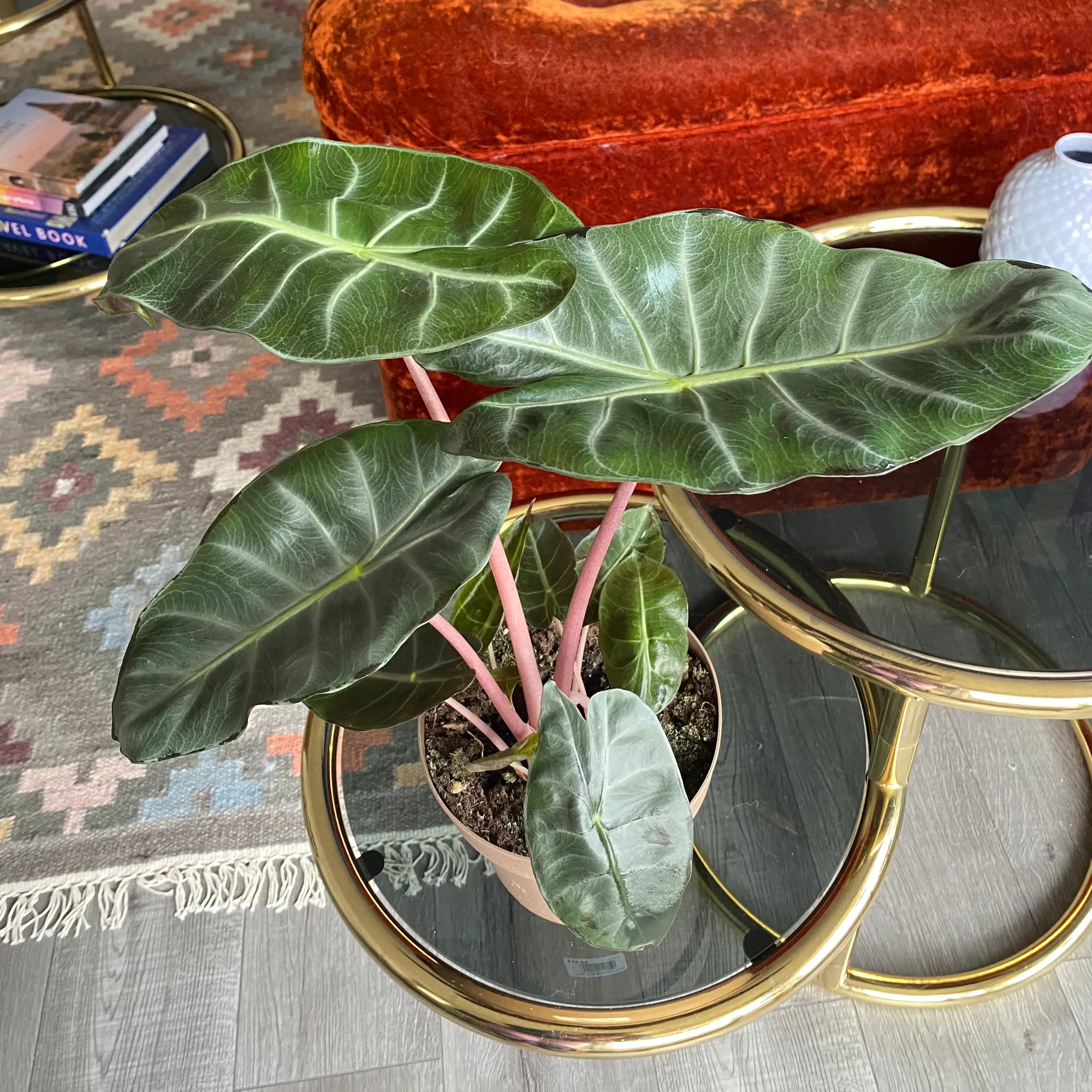 Alocasia Pink Dragon plant with dark green leaves and pink stems in a pot on a glass table.