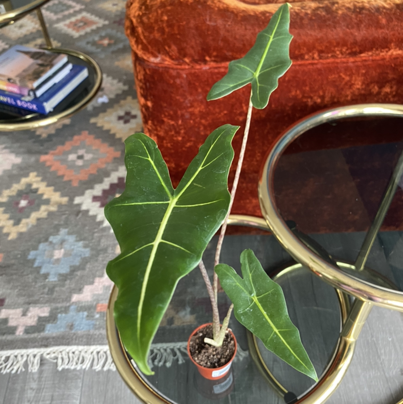 Alocasia 'Sarian' plant in a small pot with vibrant green leaves, indoor setting.
