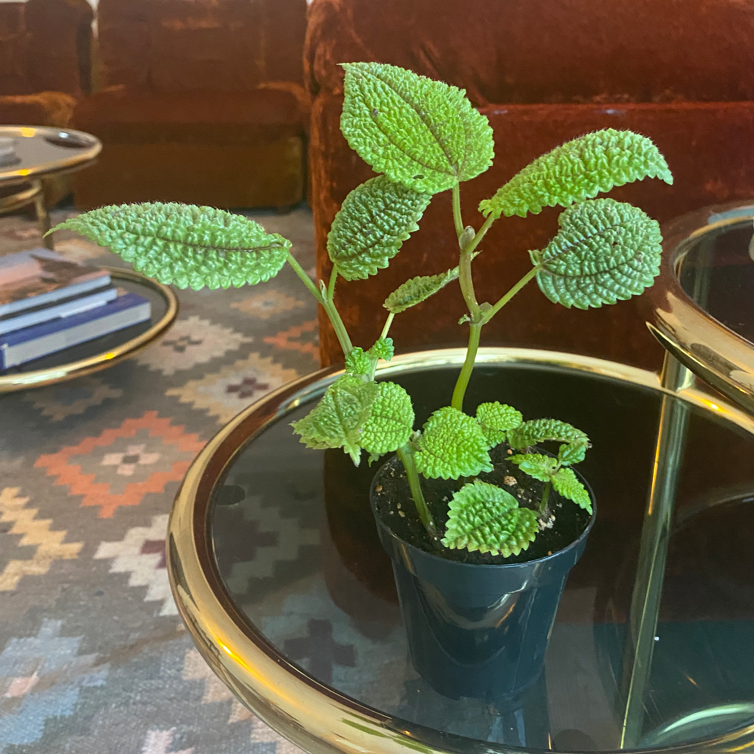 Pilea 'Moon Valley' plant in a black pot on a glass table, healthy green leaves.