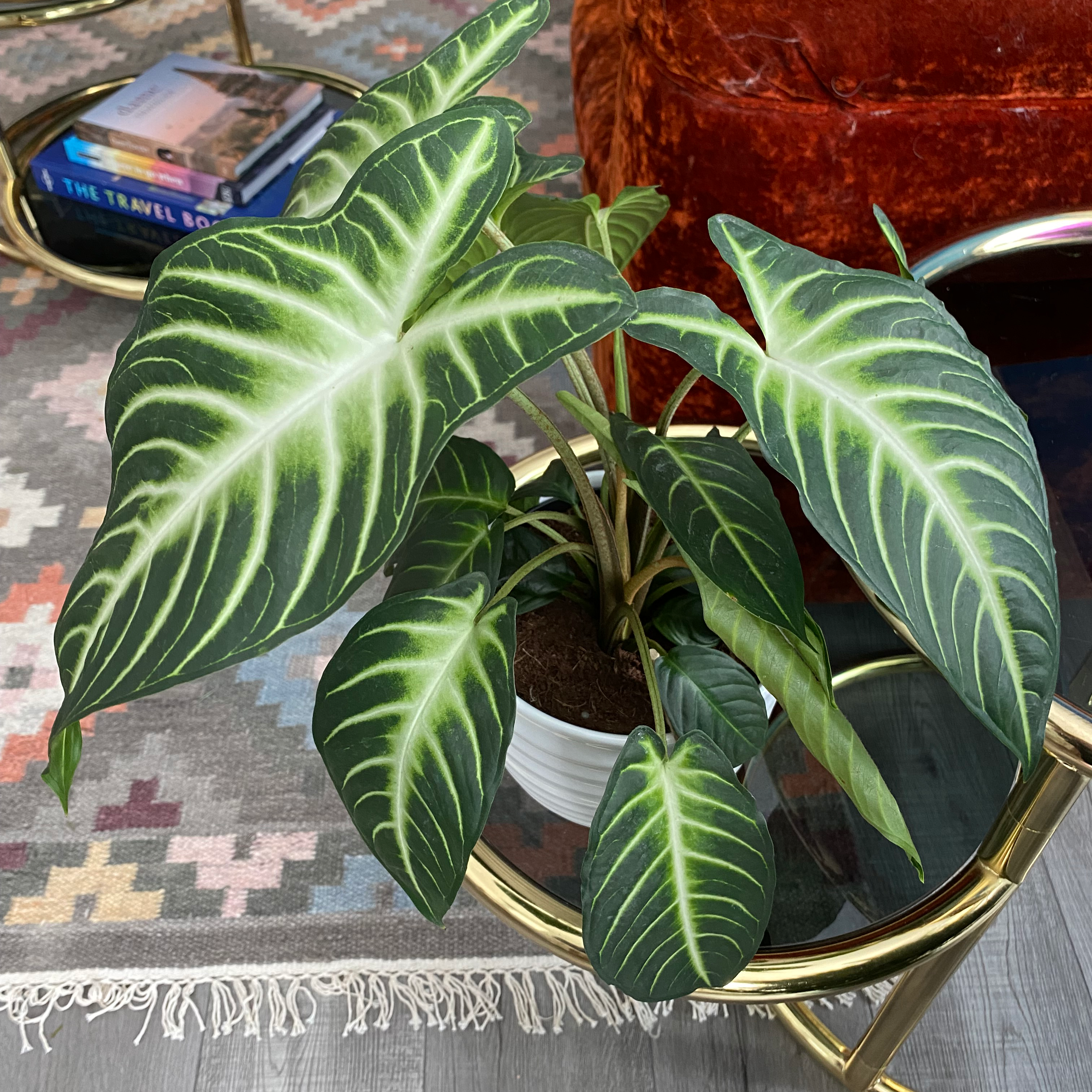 Healthy Caladium lindenii 'Magnificum' with vibrant green leaves and white veins in a white pot.