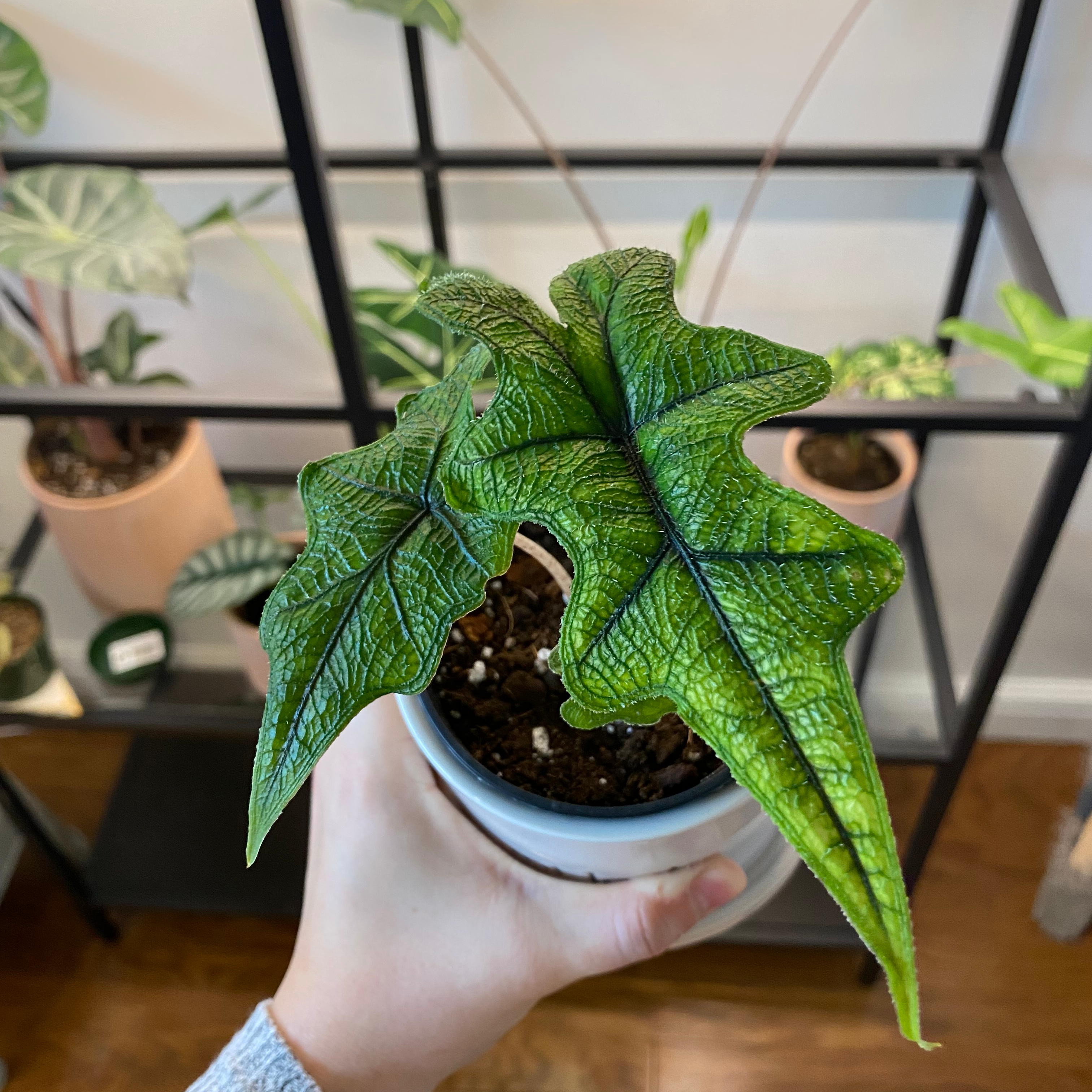 Photo of the plant species Bat Alocasia by @taylornnicole named Jacklyn on Greg, the plant care app