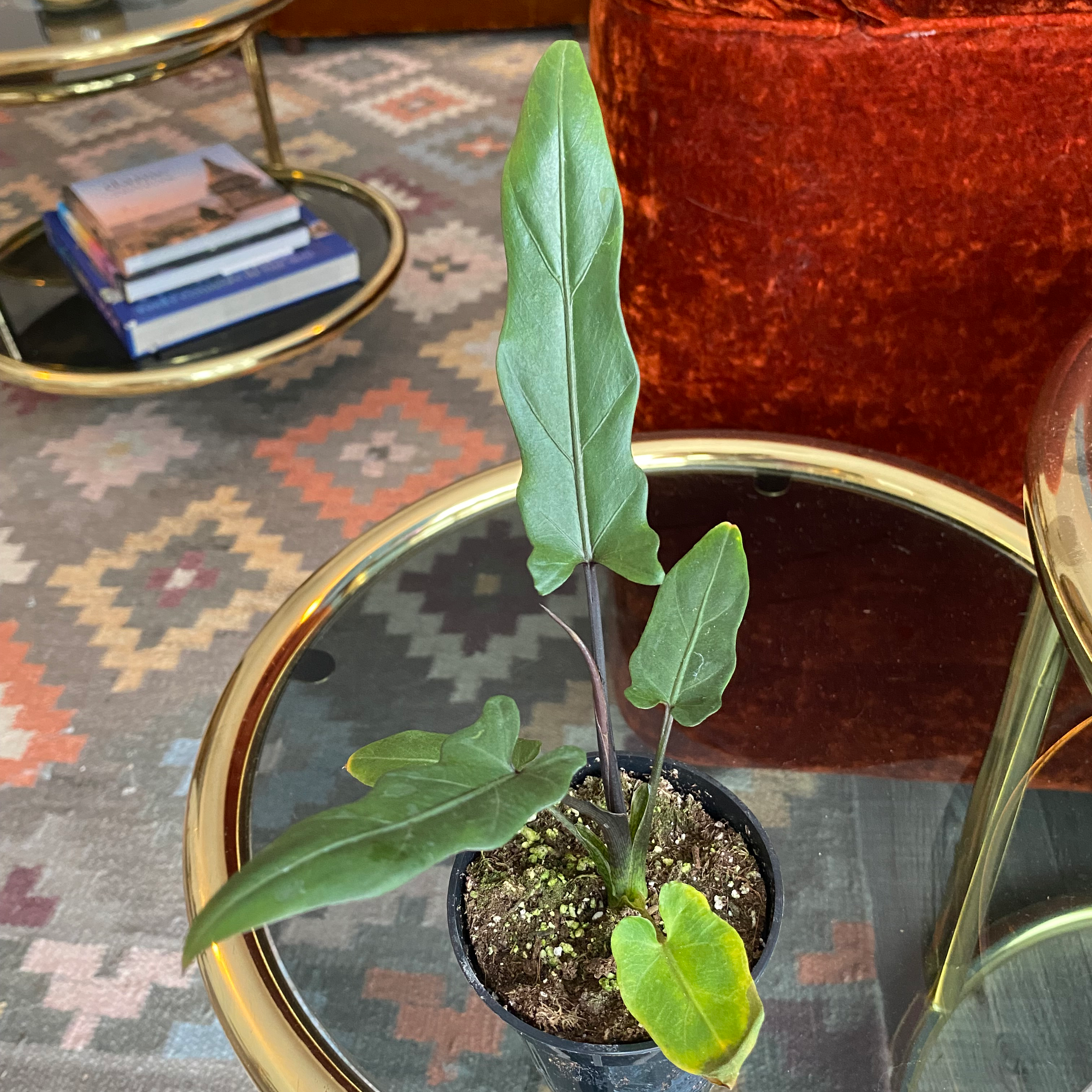 Potted Purple Sword plant with yellowing leaves on a glass table.