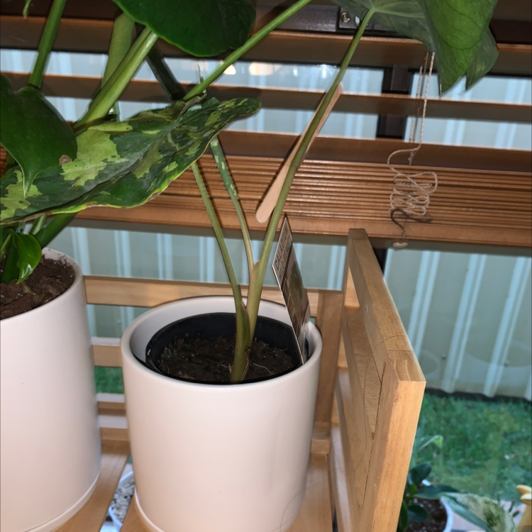 Caladium Hilo Beauty plant in a white pot on a wooden shelf, healthy leaves, visible soil.