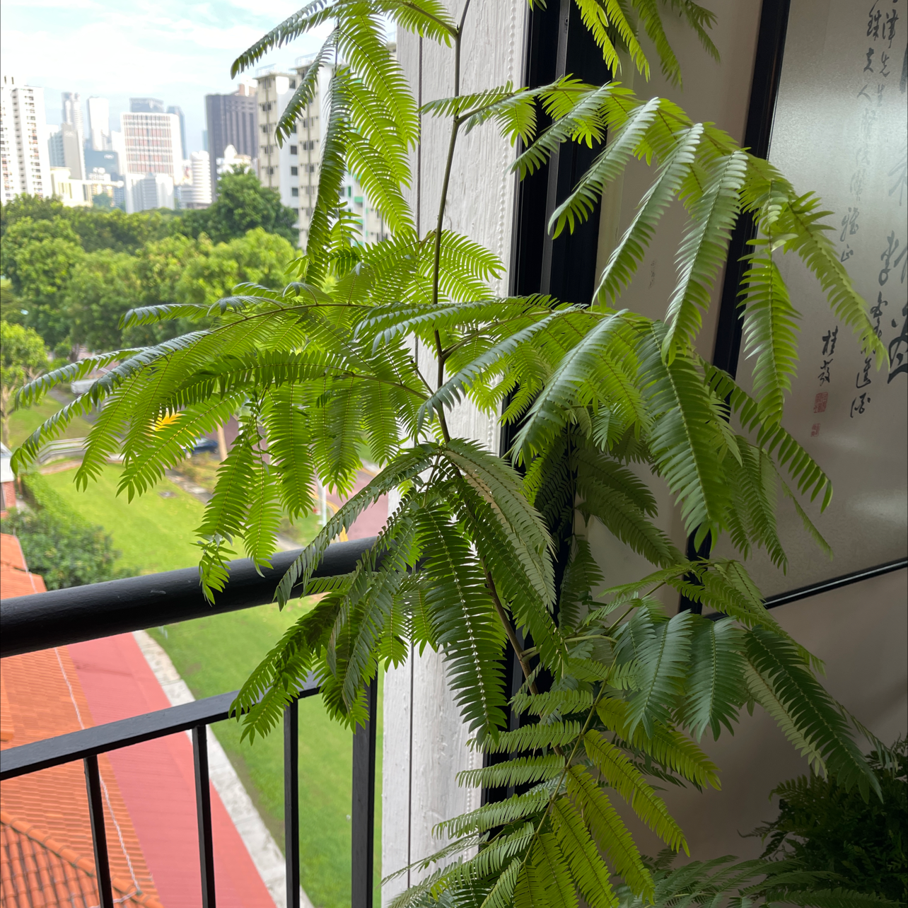 Healthy Everfresh Tree with green, feathery leaves near a window with natural light.