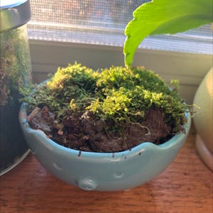 Club Moss plant photo by Bee_lovespollen named Hamilton on Greg, the plant care app.