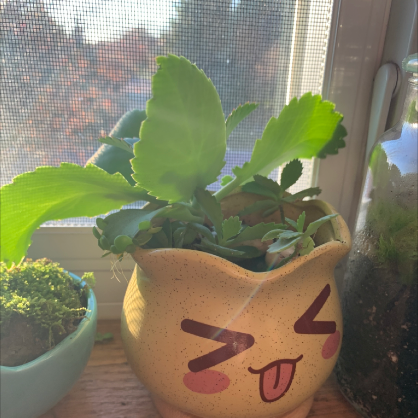 Healthy Kalanchoe pinnata plant with vibrant green scalloped leaves growing in an emoji face pot on a windowsill.