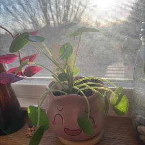Chinese Money Plant plant photo by Bee_lovespollen named Phoebe on Greg, the plant care app.