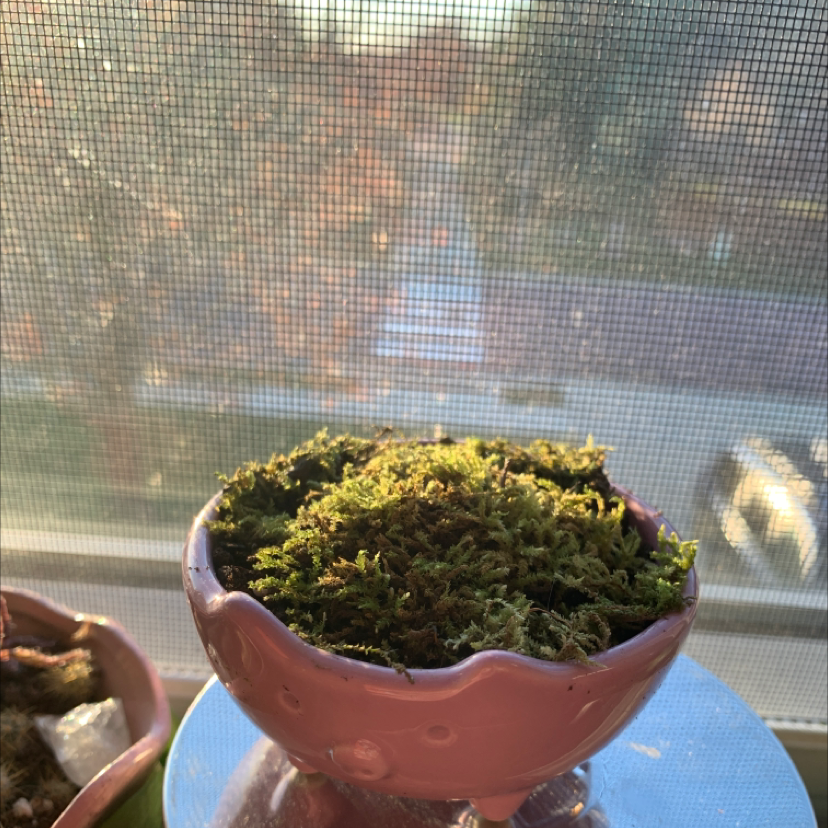 Club Moss plant photo by @Bee_lovespollen named Hamilton Jr on Greg, the plant care app.