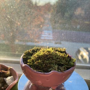 Club Moss plant photo by Bee_lovespollen named Hamilton Jr on Greg, the plant care app.
