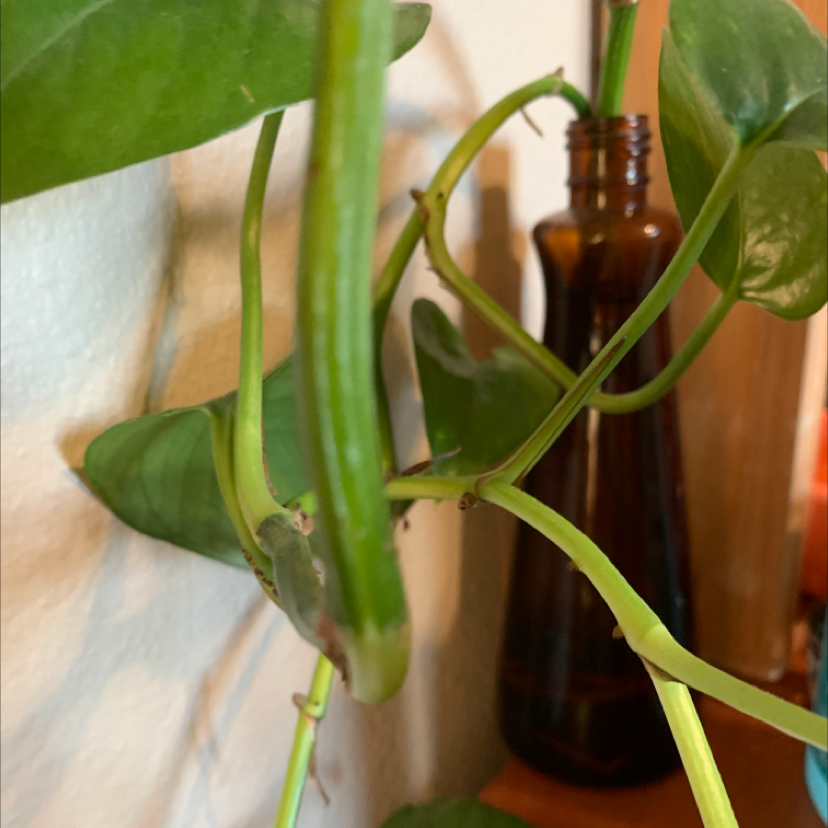 Taro Vine plant photo by @Bee_lovespollen named Baesil on Greg, the plant care app.