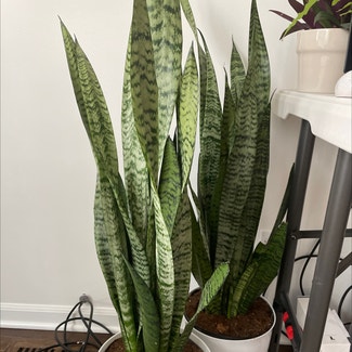 Snake Plant 'Black Coral' plant in Chicago, Illinois