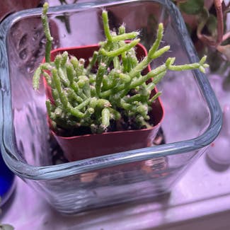 Hairy Stemmed Rhipsalis plant in Chicago, Illinois