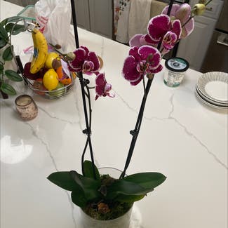 phalaenopsis orchid plant in Chicago, Illinois