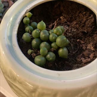 String of Pearls plant in Chicago, Illinois