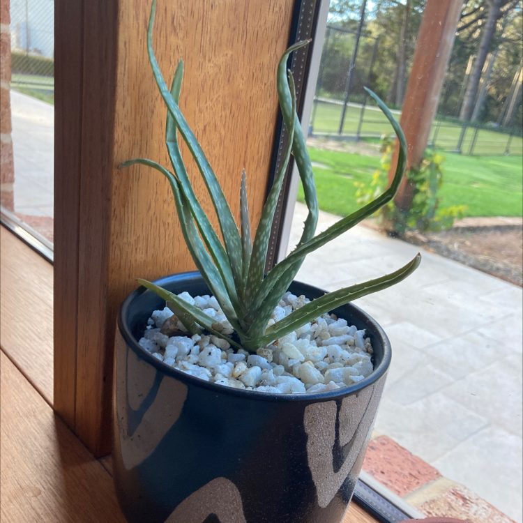 Aloe vera plant photo by Thomas named Harvey on Greg, the plant care app.