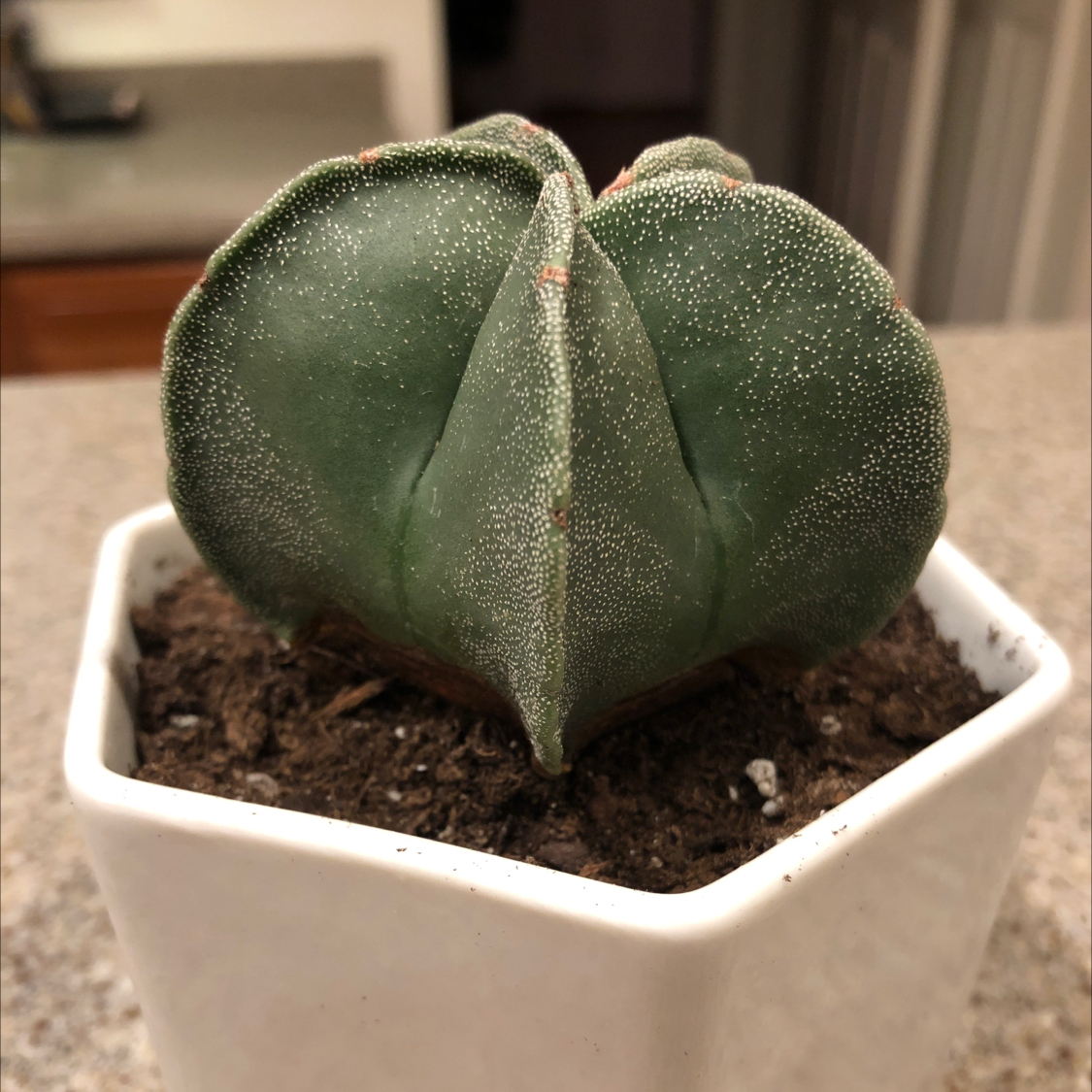 Bishop's Cap Cactus in a white pot with visible soil, well-framed and in focus.