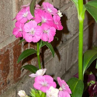 Sweet william plant in Somewhere on Earth