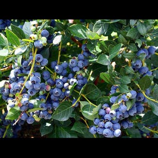 blueberry plant in Somewhere on Earth