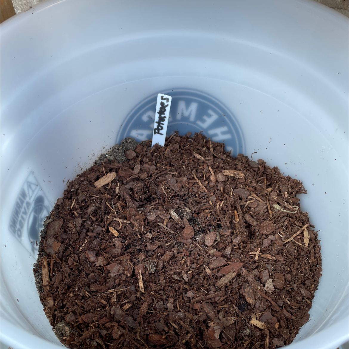 Container with soil labeled 'Potatoes', no visible plant growth.