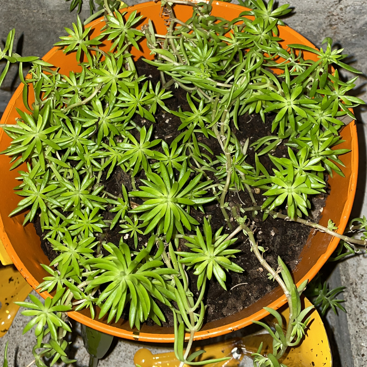 Potted Annual Stonecrop plant with green succulent leaves and visible soil.