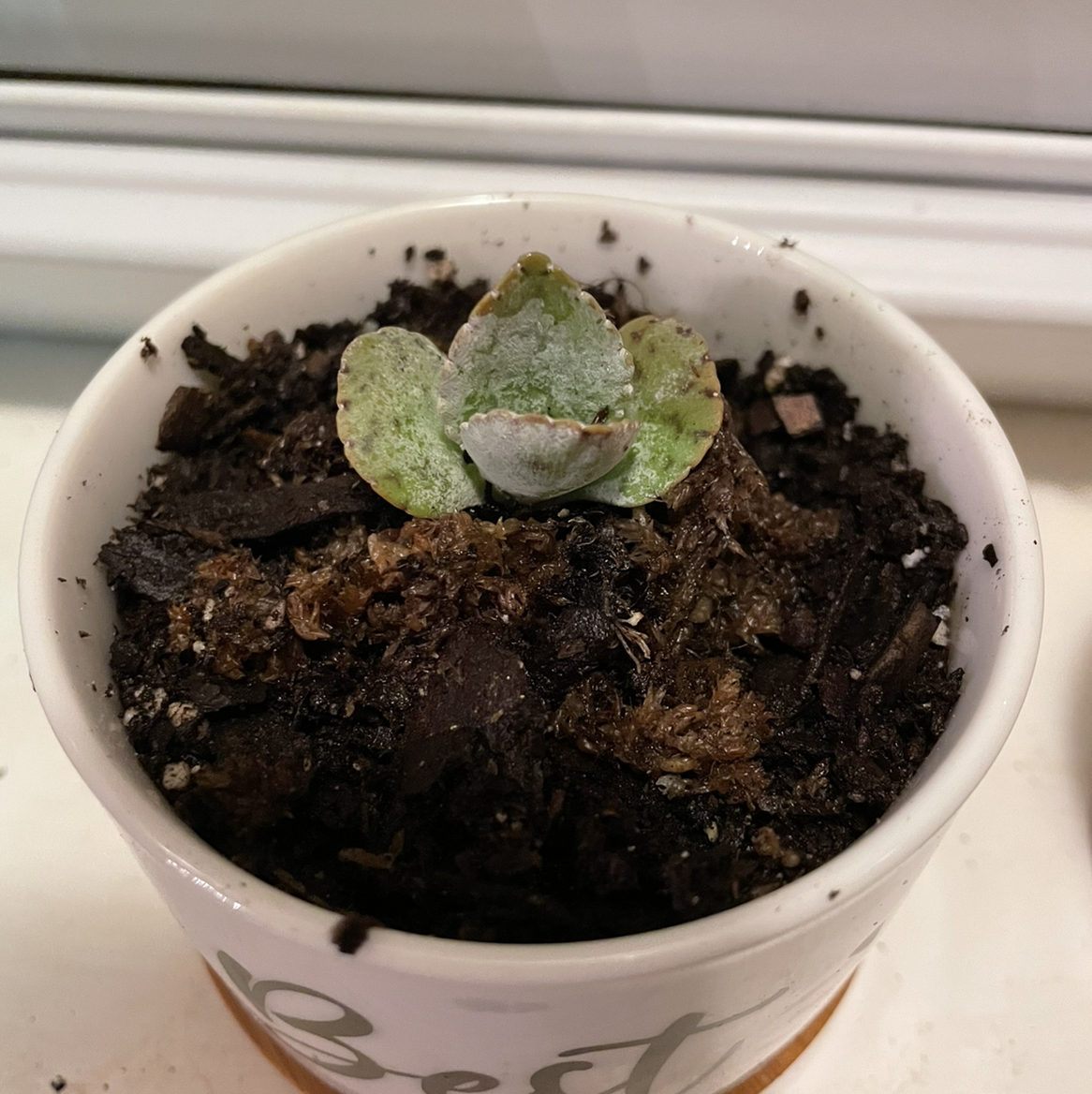 Small Donkey Ears succulent in a pot with visible soil and some leaf discoloration.