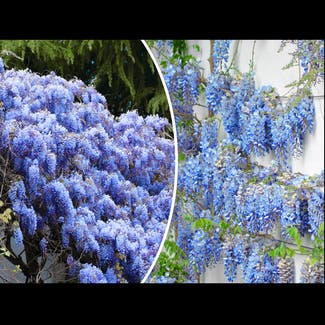 Chinese wisteria plant in Somewhere on Earth