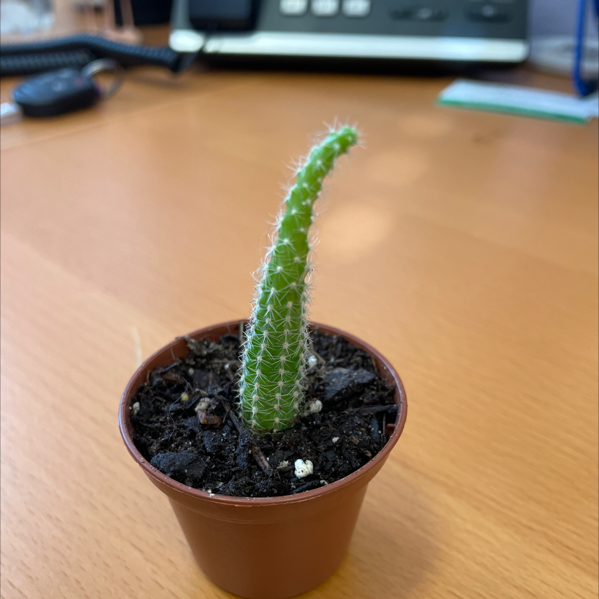 Rat Tail Cactus in a brown pot with visible soil, well-framed and in focus.