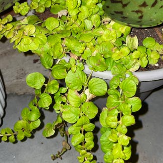 Creeping Jenny plant in Somewhere on Earth